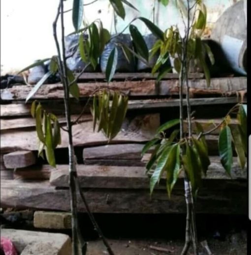 e id bibit pohon durian musangking kaki 3 tinggi 1 meter pohon duren buah d Bontang
