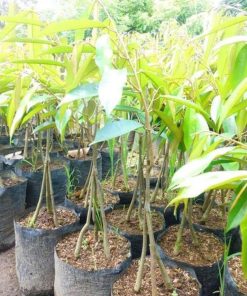 bibit durian musangking kaki 3 super Daerah Istimewa Yogyakarta