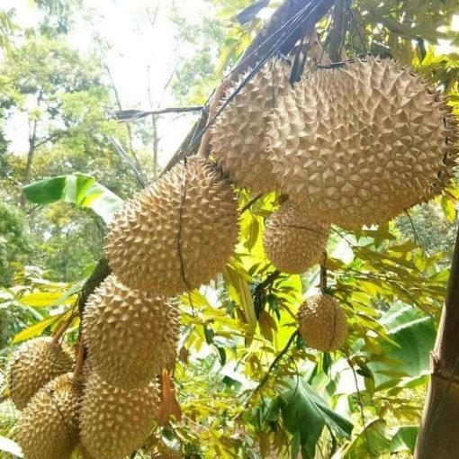 paket 3 bibit durian montong musangking dan bawor kaki 3 Yogyakarta