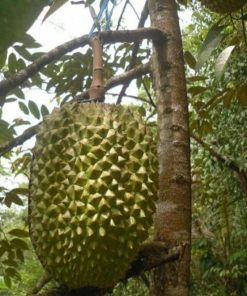 bibit durian bawor kaki 3 Sukabumi