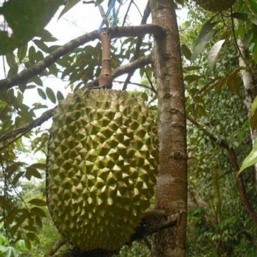 bibit durian bawor kaki 3 Sukabumi