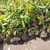 bibit durian musangking murah Manado