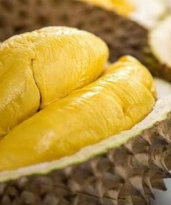 bibit durian musangking super