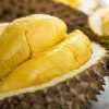bibit durian musangking super Bandung