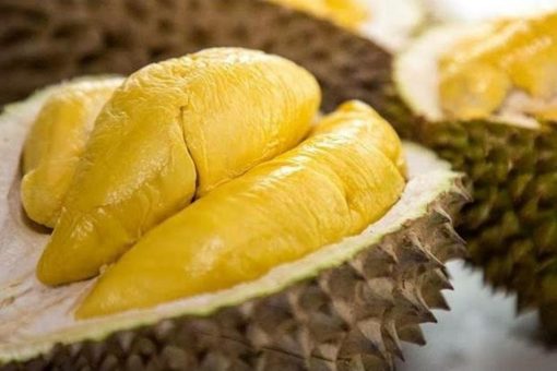 bibit durian musangking super Cilegon