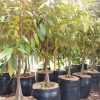 bibit buah durian merah kaki 3 premium tinggi 1 meter bibit super Tegal