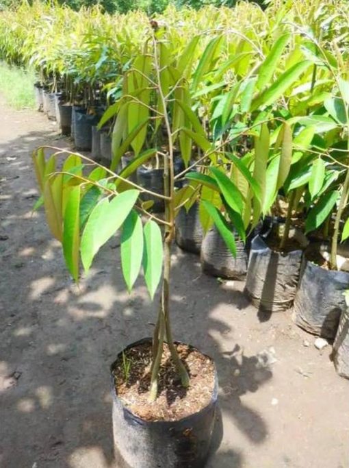 bibit durian musangking kaki 3 Balikpapan