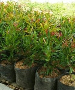 bibit tanaman pucuk merah Aceh