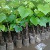 bibit buah anggur merah Issabela Tidore Kepulauan