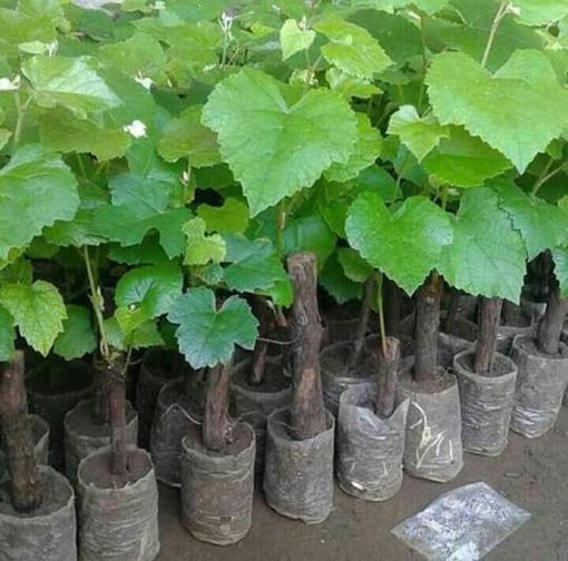 bibit buah anggur merah Issabela Pangkalpinang