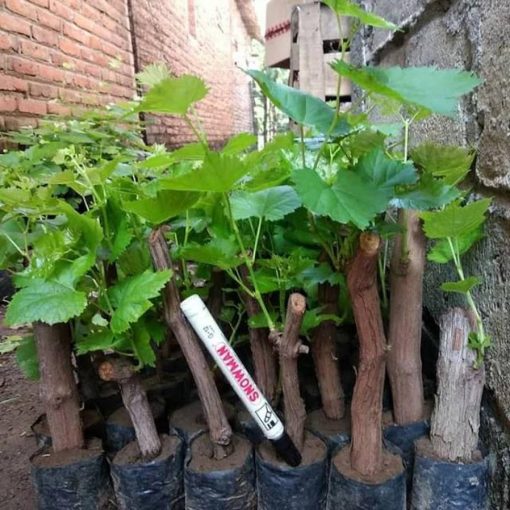 bibit buah anggur merah Issabela Sorong