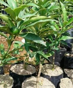 bibit jeruk tongheng Palembang
