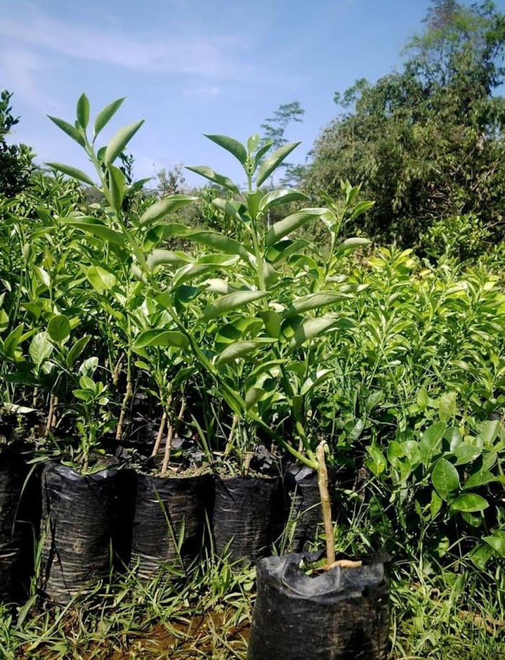 bibit buah jeruk tongheng okulasi cepat berbuah Jawa Timur bibit buah jeruk tongheng okulasi cepat berbuah Jawa Timur