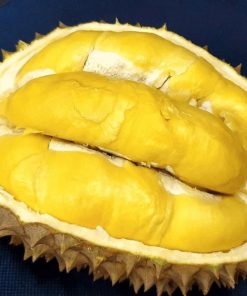 bibit durian bawor okulasi Kepulauan Riau
