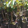 bibit durian musangking kaki 3 Maluku