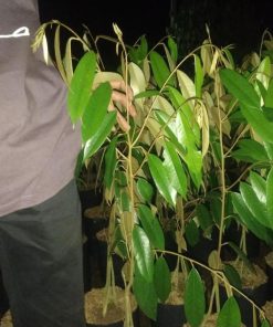 bibit pohon durian musangking kaki 3 tinggi 1 meter ap Malang