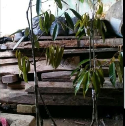discount bibit pohon durian musangking kaki 3 tinggi 1 meter pohon duren buah d Maluku Utara