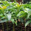 bibit alpukat markus kendil 70 cm usia remaja Gorontalo