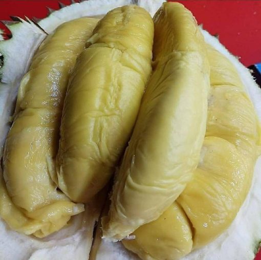 bibit durian montong super manis Papua Barat