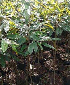 baru bibit pohon durian bawor 1 meter kaki 3 terbaru Palangkaraya