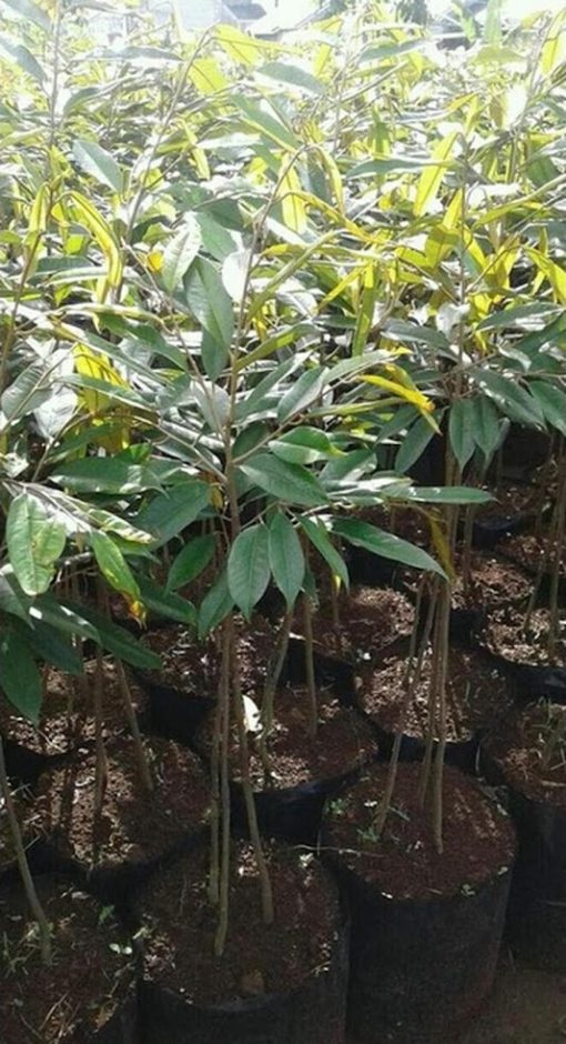 baru bibit pohon durian bawor 1 meter kaki 3 terbaru Palangkaraya
