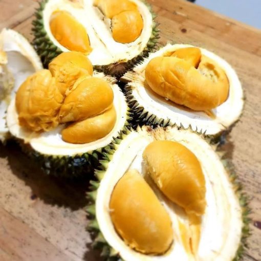 bibit durian duri hitam ochee kaki 3 cepat berbuah Sibolga