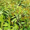 bibit durian duri hitam ochee kaki 3 cepat berbuah Tanjungbalai