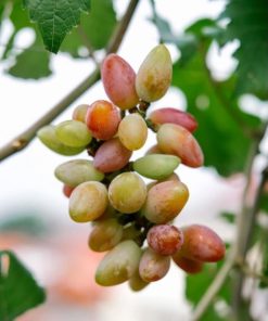 Bibit tanaman anggur baikonur VALID Aceh