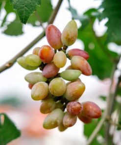 Bibit tanaman anggur baikonur VALID Jawa Barat