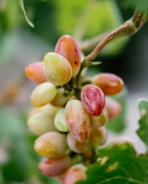 Bibit tanaman anggur baikonur VALID Pekanbaru
