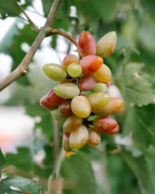Bibit tanaman anggur baikonur VALID Probolinggo