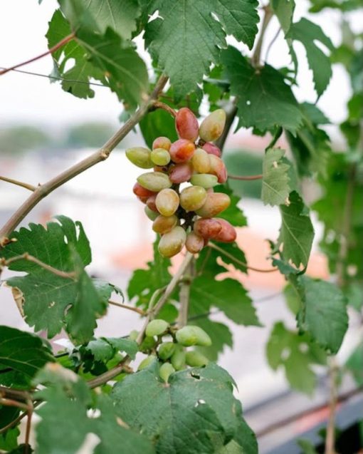 Bibit tanaman anggur baikonur VALID Sungai Penuh