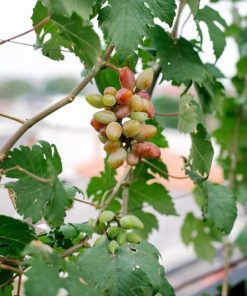 Bibit tanaman anggur baikonur VALID Kotamobagu