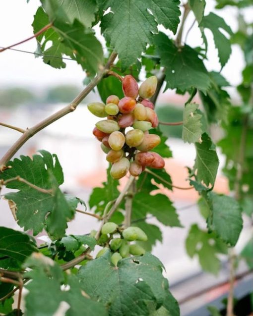 Bibit tanaman anggur baikonur VALID Kotamobagu