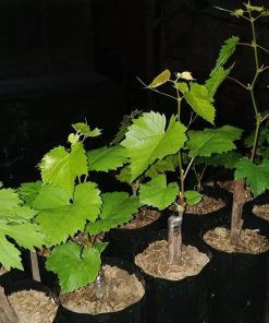 Bibit tanaman anggur baikonur VALID Nusa Tenggara Timur