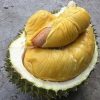 durian montong cangkok Jayapura