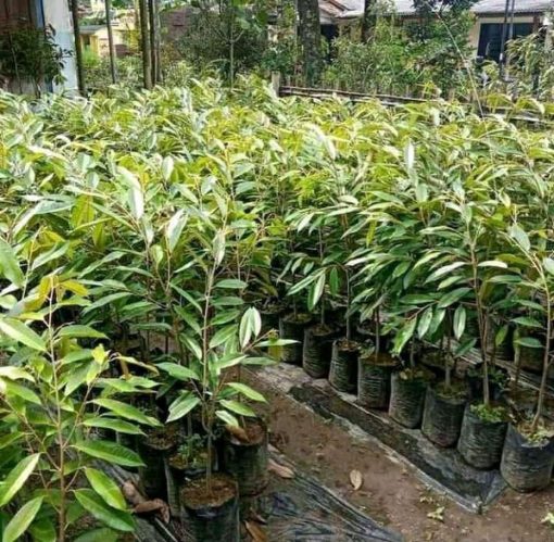 bibit pohon durian duri hitam Kota Administrasi Jakarta Selatan