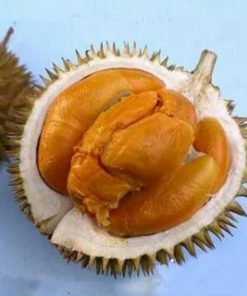 bibit durian duri hitam kaki 3 durian ochee durian black thorn Tual