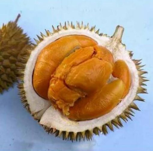 bibit durian duri hitam kaki 3 durian ochee durian black thorn Tual