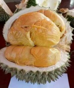 bibit durian duri hitam kaki 3 durian ochee durian black thorn Kalimantan Selatan