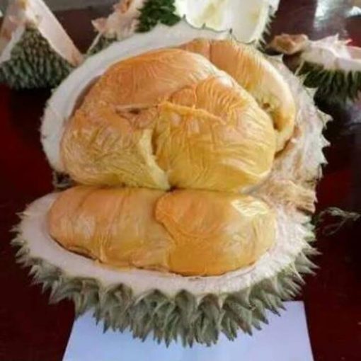 bibit durian duri hitam kaki 3 durian ochee durian black thorn Kalimantan Selatan