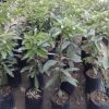 bibit alpukat aligator jumbo 1 meter alpukat aligator bibit buah Pekanbaru