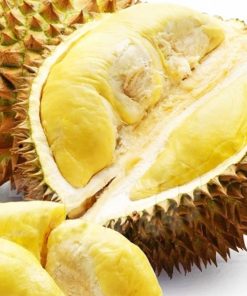 bibit buah durian montong siap tanam Jakarta