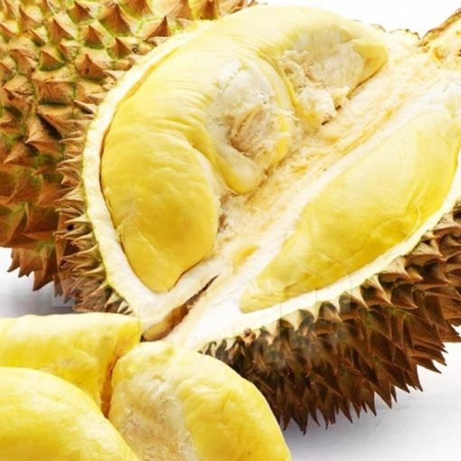 bibit buah durian montong siap tanam Jakarta