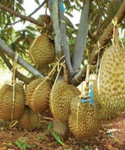 bibit durian montong kaki 3 tinggi 1 meter up bibit durian montong bibit buah durian montong tanaman durian Maluku