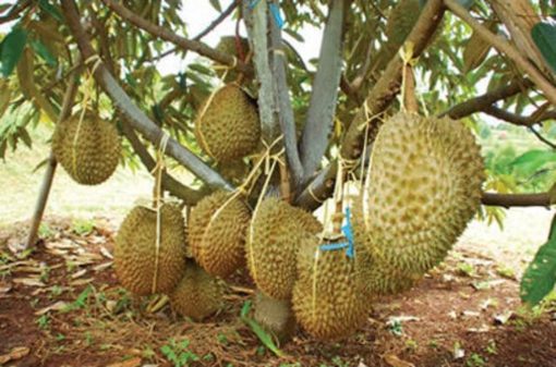 bibit durian montong kaki 3 tinggi 1 meter up bibit durian montong bibit buah durian montong tanaman durian Maluku