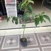bibit alpukat subang 1 meter tanaman buah alpukat kelud bibit buah unggul siap kirim Metro