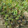 bibit durian montong hasil okulasi Pekalongan