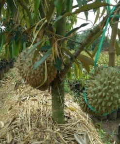 tanaman bibit durian bawor kaki 3 Pangkalpinang