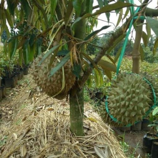 tanaman bibit durian bawor kaki 3 Pangkalpinang